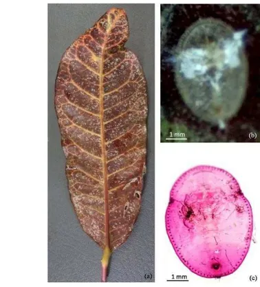 Gambar  3.28    Koloni  O.  mammaeferus  pada  daun  puring  (a),  pupa  (b),  dan  eksuvia (c) O