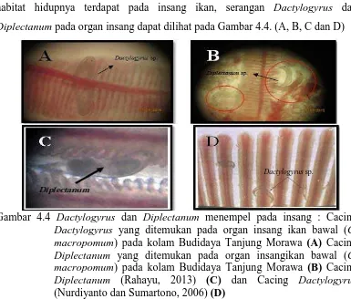 Gambar 4.4 Dactylogyrus dan Diplectanum menempel pada insang : Cacing Dactylogyrus yang ditemukan pada organ insang ikan bawal (C