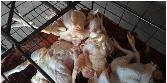 Foto 9. Ayam potong yang rusak dan tidak sesuai dengan spesifikasi 