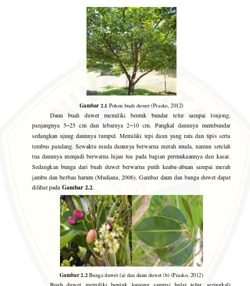 Gambar 2.1 Pohon buah duwet (Prasko, 2012) 
