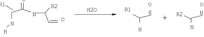 Gambar 1.  Hidrolisis Ikatan Peptida Oleh Enzim Protease. 
