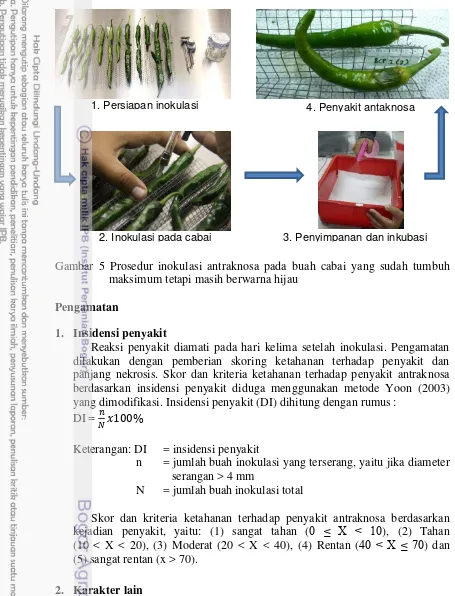 Gambar 5 Prosedur inokulasi antraknosa pada buah cabai yang sudah tumbuh 