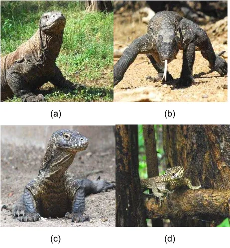 Gambar 1 Komodo berdasarkan kelas umur: a) dewasa, 