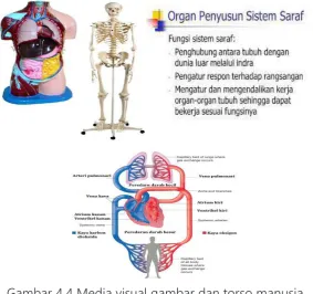 Gambar 4.4 Media visual gambar dan torso manusia