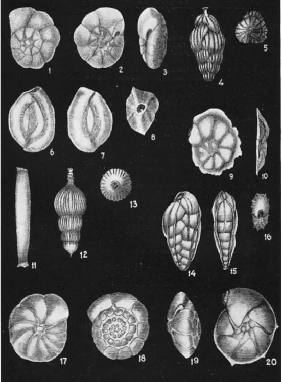 Figure 12. Benthic foraminifera from the Early- Middle Miocene Telisa Fm,  Central Sumatra (LeRoy 1939)