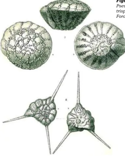 Figure  13.  Recent  'prodelta'  benthic  foraminifera  Pseudorotalia  schroeteriana  (top)  and  Asterorotalia  trispinosa  (bottom)  (from  Brady  1884,  Challenger  Foraminifera)