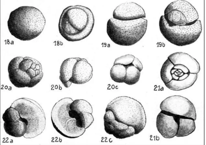 Figure  1.  Early  illustrations  of  Oligocene-  Miocene  planktonic  index  foraminifera  from  Bulongan,  NE  Kalimantan  (Koch  1926;  renamed  in  Koch  1935):  18=  Orbulina  universa  (more  likely  Praeorbulina),  19= 