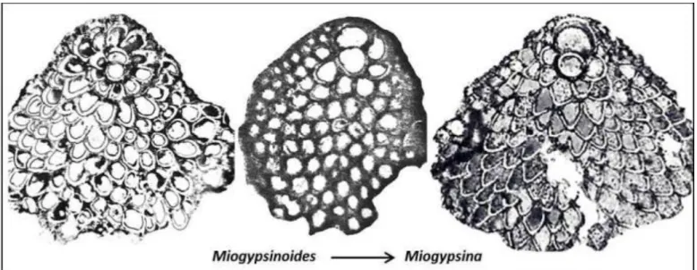 Figure  9. Larger foraminifera evolution, from primitive  Miogypsinoides complanata on left (from Van der  Vlerk  1959)  trough  Early  Miocene  Miogypsinoides  dehaartii  (Larat;  Van  der  Vlerk  1924)  to  advanced  Middle Miocene Miogypsina indonesiens