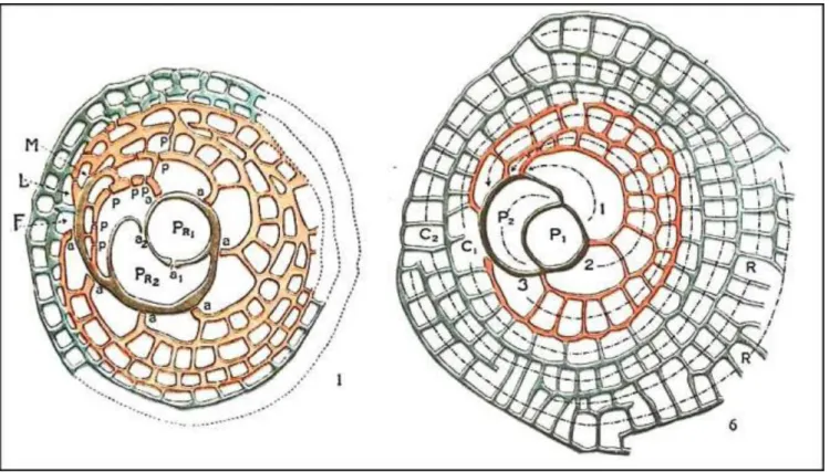 Figure  8.  Two  stages  of  Miocene-  Recent  Cycloclypeus:  In  grey  embryon  (P1+P2),  in  red  spirally  arranged  'nepionic  chambers',  in  blue  annular  chambers  ('neanic  stage')