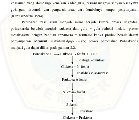 Gambar 2.2 Pemecahan Polisakarida Menjadi Gula Selama Proses Penyimpanan. 