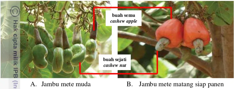 Gambar 2  Jambu mete (Gilleo et al. 2011) 
