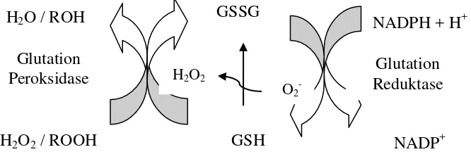 Gambar 2.4.Reduksi ROS melalui Enzim Glutation. H2O2 atau hidroperoksida organik (ROOH) 