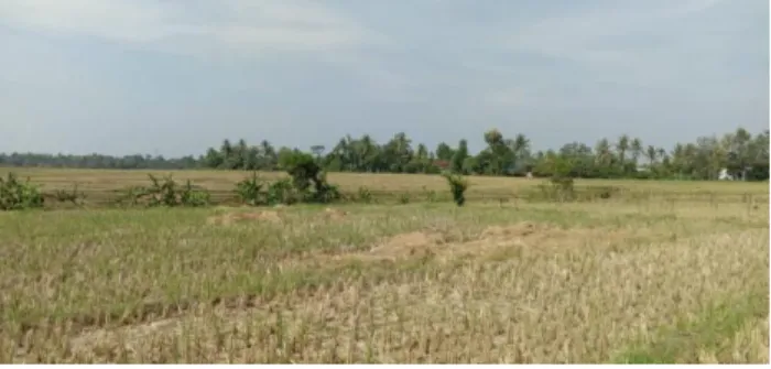 Gambar 8. Dokumentasi Lokasi Pertanian Desa Depokrejo, Kecamatan Trimurjo 