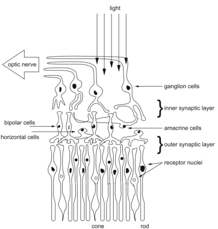 Fig. 2.4 Schematic diagram of the neural interconnections among receptors and bipolar, ganglion, horizontal, and amacrine cells