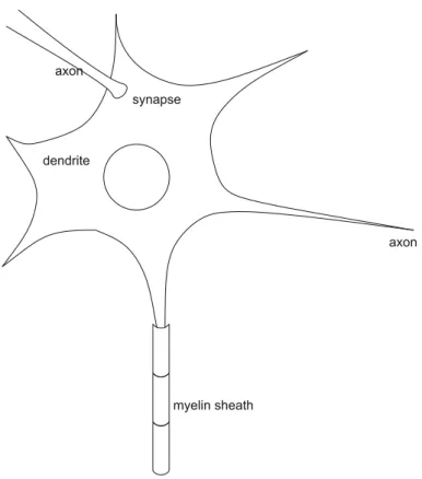 Fig. 2.5 Schematic of the neuron. From Brain, Mind, and Behavior by Floyd E. Bloom and Arlyne Lazerson c 1985, 1988, 2001 by Educational Broadcasting Corporation