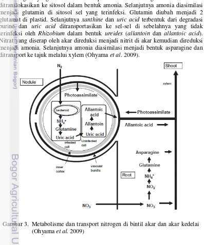 Gambar 3.  Metabolisme dan transport nitrogen di bintil akar dan akar kedelai 