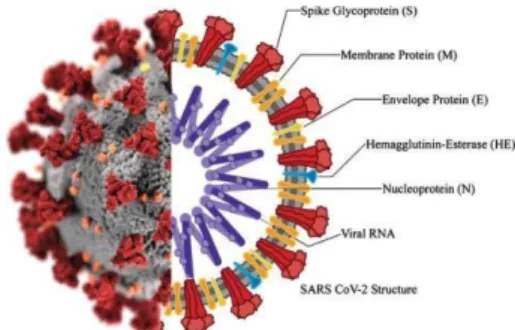 Gambar 2.2 Struktur Virus Corona  