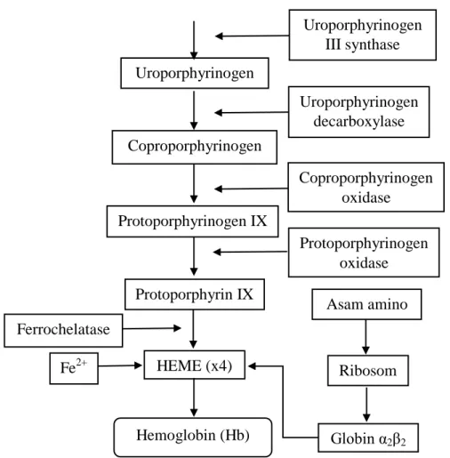 Gambar 2. 1 Biosintesis Hemoglobin 21,22 ,23 