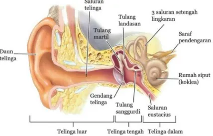 Gambar 2.2 Anatomi telinga luar. 19–21