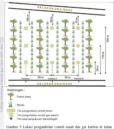 Gambar 5 Lokasi pengambilan contoh tanah dan gas karbon di lahan gambut yang ditanami karet dan nenas secara intercropping 