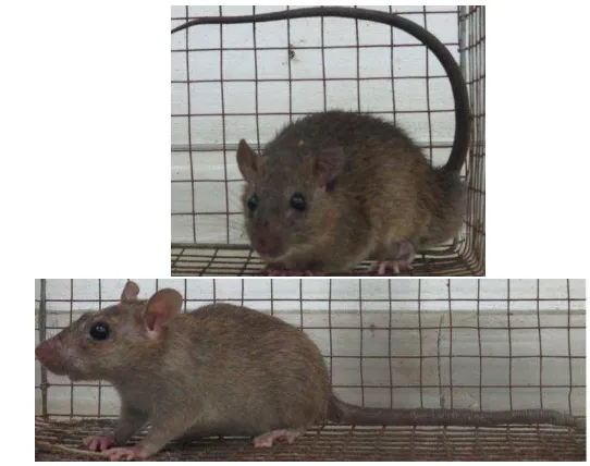 Gambar 1  Tikus pohon (atas) dan tikus rumah (bawah)  
