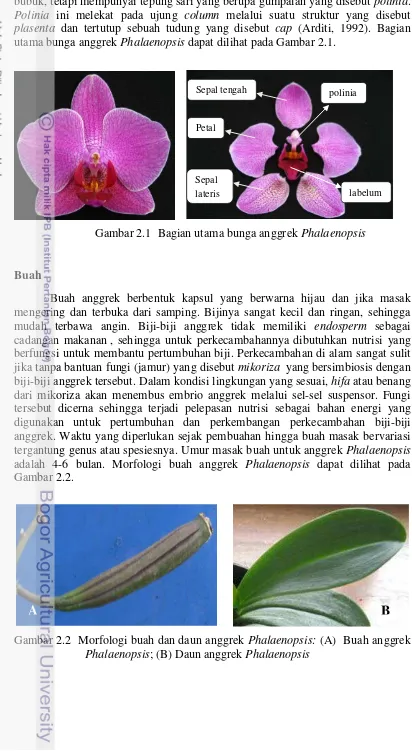 Gambar 2.1  Bagian utama bunga anggrek Phalaenopsis 