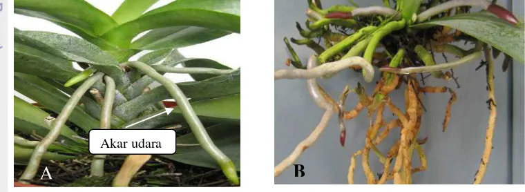 Gambar 2.3  Morfologi batang dan akar anggrek Phalaenopsis: (A) Batang 