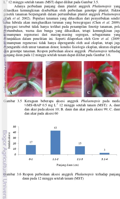 Gambar 3.5 Keragaan beberapa aksesi anggrek Phalaenopsis pada media -1 