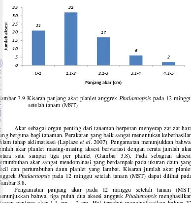 Gambar 3.9 Kisaran panjang akar planlet anggrek Phalaenopsis pada 12 minggu 