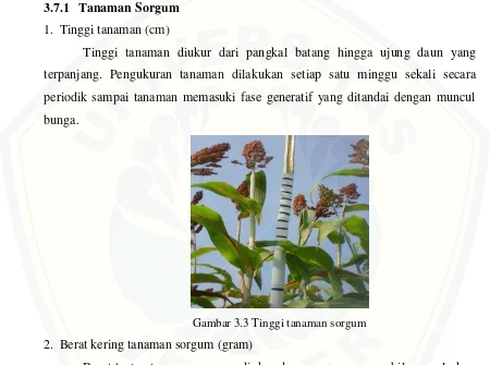 Gambar 3.3 Tinggi tanaman sorgum 