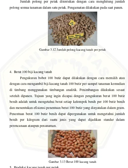 Gambar 3.12 Jumlah polong kacang tanah per petak  