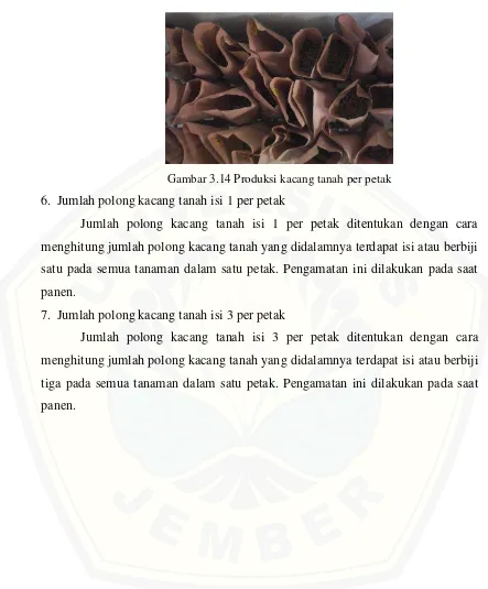 Gambar 3.14 Produksi kacang tanah per petak 