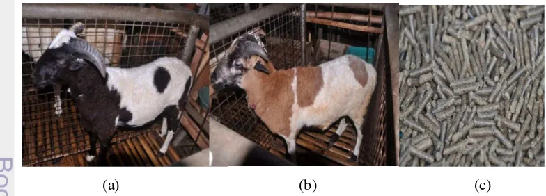 Gambar 5. Ternak dan Pakan yang Digunakan Selama Penelitian. (a) Domba Garut 