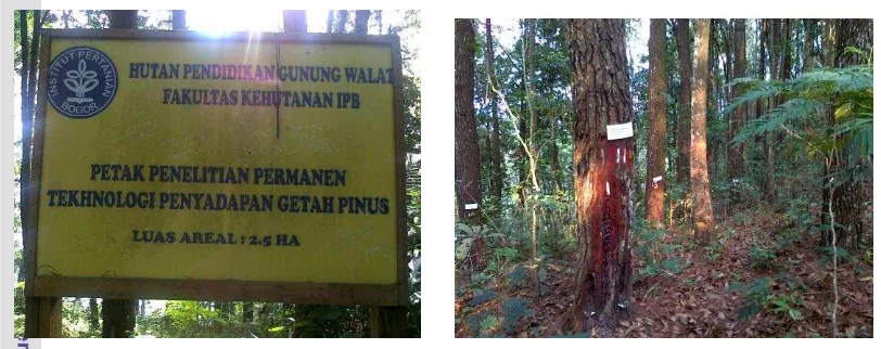 Gambar 2  Lokasi penelitian dan pohon contoh penelitian di blok Cikatomas. 