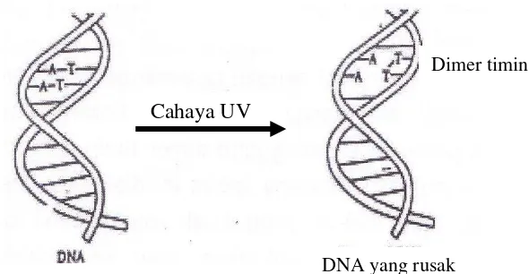 Gambar 5.  Pengaruh Sinar Ultraviolet terhadap DNA Sel Hidup 