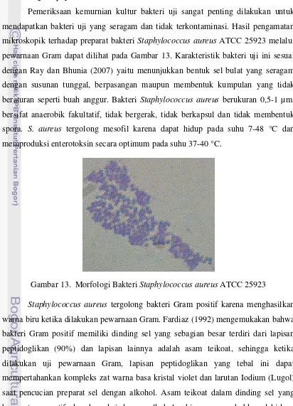 Gambar 13.  Morfologi Bakteri Staphylococcus aureus ATCC 25923 