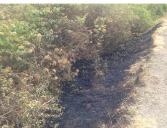 Gambar 4.6 Kebakaran lahan pada 29 September 2017 