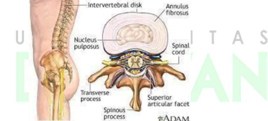 Gambar 1 Anatomi Diskus Vertebrae