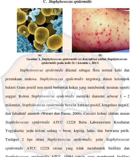 Gambar 1. Staphylococcus epidermidis (a) dan infeksi akibat Staphylococcus epidermidis
