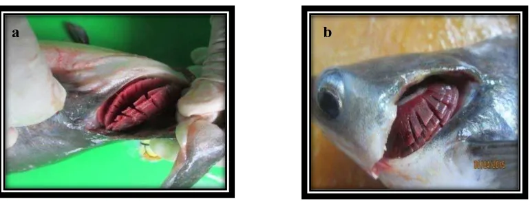 Gambar 4.1. Perbedaan insang ikan patin yang sehat dan terserang parasit   a.Insang ikan yang sehat; b.Insang ikan  yang terserang 