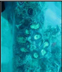 Gambar 6. Koloni karang jenis  Blastomussa wellsi 