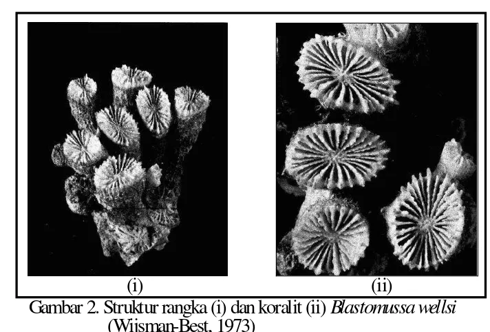 Gambar 2. Struktur rangka (i) dan koralit (ii) Blastomussa wellsi 