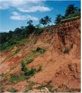 Gambar 3.1  Daerah rawan bencana longsor di dusun Darungan desa Kemuninglor. 