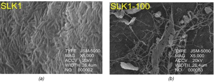 Gambar 7. Struktur permukaan selulosa bakteri hasil fermentasi pada perbesaran 5000x (a) fermentasi statis;  (b) fermentasi shaking kecepatan 100  rpm 