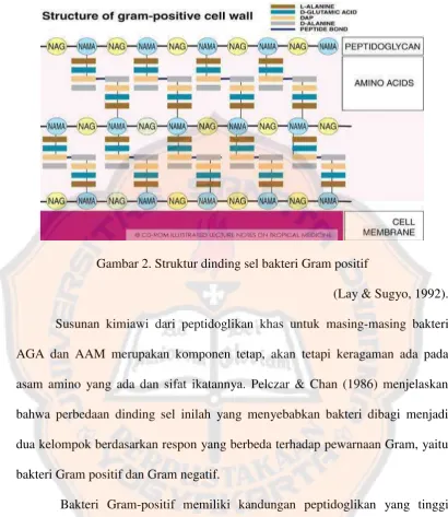 Gambar 2. Struktur dinding sel bakteri Gram positif 