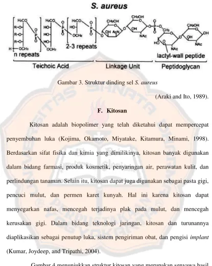 Gambar 3. Struktur dinding sel S. aureus 