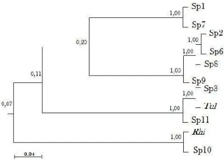 Table 3.S. plicata Phylogenetic relationship of 11 isolates of orchid orchid-mycorrhiza based on molecular approach (DNA) isolated from orchid.