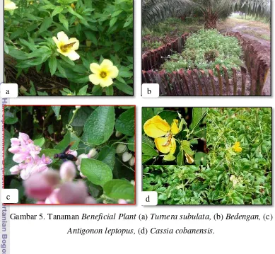 Gambar 5. Tanaman Beneficial Plant (a) Turnera subulata, (b) Bedengan, (c) 