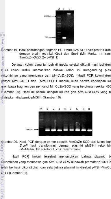 Gambar 19. Hasil pemotongan fragmen PCR MmCuZn-SOD dan pMSH1 dengan 