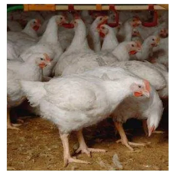 Gambar 1 Ayam broiler (sumber: Purba 2011) 